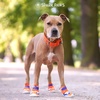 image:imageSpark Paws 365 Dog Shoes  AllSeason Boots for Winter Snow amp Hot PavementOrange Blue