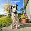 image:imageSpark Paws 365 Dog Shoes  AllSeason Boots for Winter Snow amp Hot PavementPink Purple