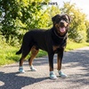 image:imageSpark Paws 365 Dog Shoes  AllSeason Boots for Winter Snow amp Hot PavementTurquoise