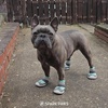 image:imageSpark Paws 365 Dog Shoes  AllSeason Boots for Winter Snow amp Hot PavementTurquoise