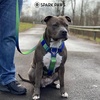 image:imageSpark Paws Comfort Control No Pull Dog Harness  Heavy Duty Front ClipLime Wave