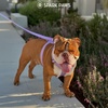 image:imageSpark Paws Comfort Control No Pull Dog Harness  Heavy Duty Front ClipPurple