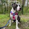 image:imageSpark Paws Comfort Control No Pull Dog Harness  Heavy Duty Front ClipSnow Cone