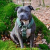 image:imageSpark Paws Comfort Control No Pull Dog Harness  Heavy Duty Front ClipSolid Green