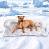 image:imageSpark Paws Cooling Couch Cover Dog Bed Furniture Protector MatCloud Grey