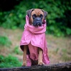 image:imageSpark Paws Dog Raincoat  Waterproof Rain Jacket wHood Full CoverageSea Pink