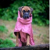 image:imageSpark Paws Dog Raincoat  Waterproof Rain Jacket wHood Full CoverageSea Pink