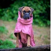 image:imageSpark Paws Dog Raincoat  Waterproof Rain Jacket wHood Full CoverageSea Pink