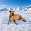 image:imageSpark Paws FrostCore Dog Cooling Mat  Non Gel Self Cooling Pet PadHearts Blue