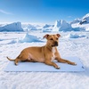 image:imageSpark Paws FrostCore Dog Cooling Mat  Non Gel Self Cooling Pet PadWaffle Blue