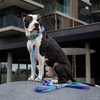 image:imageSpark Paws Premium Dog Leash amp Poop Bag Set  90s Retro90s Retro