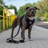 image:imageSpark Paws Premium Dog Leash amp Poop Bag Set  90s RetroBlack