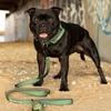 image:imageSpark Paws Premium Dog Leash amp Poop Bag Set  90s RetroGreen