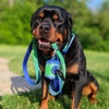 image:imageSpark Paws Premium Dog Leash amp Poop Bag Set  90s RetroLime Wave