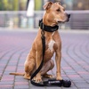 image:imageSpark Paws Premium Dog Leash amp Poop Bag Set  90s RetroLime Wave