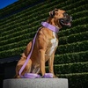 image:imageSpark Paws Premium Dog Leash amp Poop Bag Set  90s RetroPurple