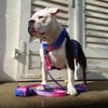image:imageSpark Paws Premium Dog Leash amp Poop Bag Set  90s RetroSnow Cone
