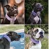 image:imageSpark Paws Tactical Large Dog Collar wHandle  Thick amp Wide Heavy DutyPurple