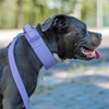 image:imageSpark Paws Tactical Large Dog Collar wHandle  Thick amp Wide Heavy DutyPurple
