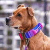 image:imageSpark Paws Tactical Large Dog Collar wHandle  Thick amp Wide Heavy DutySnow Cone