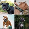image:imageSpark Paws Tactical Large Dog Collar wHandle  Thick amp Wide Heavy DutySolid Green