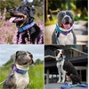 image:imageSpark Paws Tactical Large Dog Collar wHandle  Thick amp Wide Heavy Dutyblack