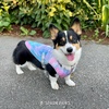 image:imageSpark Paws Dog Cooling Vest  Evaporative Summer Cooling SPF50 ProtectionSnowcone