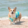 image:imageSpark Paws Dog Cooling Vest  Evaporative Summer Cooling SPF50 ProtectionTropical Storm