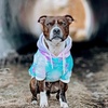 image:imageSpark Paws Dog Hoodie  ButterySoft Sweater Sweatshirt Clothes for Puppy90s Retro Sky Dye