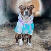 image:imageSpark Paws Dog Hoodie  ButterySoft Sweater Sweatshirt Clothes for Puppy90s Retro Sky Dye