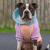 image:imageSpark Paws Dog Hoodie  ButterySoft Sweater Sweatshirt Clothes for PuppyCotton Candy