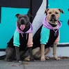 image:imageSpark Paws Dog Hoodie  ButterySoft Sweater Sweatshirt Clothes for PuppyCyber Punk