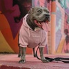 image:imageSpark Paws Dog Hoodie  ButterySoft Sweater Sweatshirt Clothes for PuppyDusty Pink