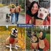 image:imageSpark Paws Dog Hoodie  ButterySoft Sweater Sweatshirt Clothes for PuppyRanger