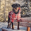 image:imageSpark Paws Dog Hoodie  ButterySoft Sweater Sweatshirt Clothes for PuppyRed Plaid