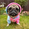 image:imageSpark Paws Dog Hoodie  ButterySoft Sweater Sweatshirt Clothes for PuppySnow Cone Skydye