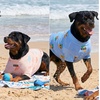 image:imageSpark Paws Sunblock Dog TShirt SPF 30 UV Sun Protection Summer CoolingPineapple  Seashells
